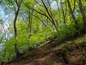 Forest of Dean, above Upper Lydbrook.