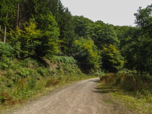 One of the forest roads I use for my runs.