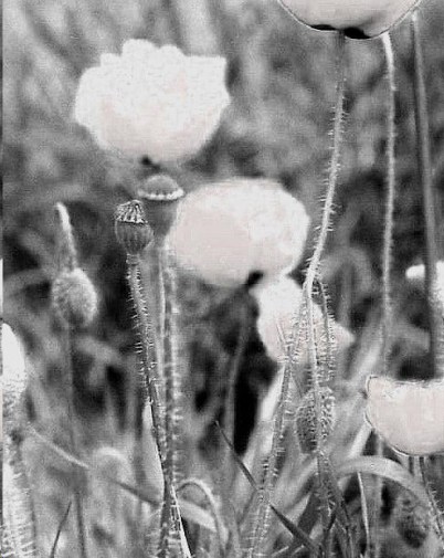 Untitled-TrueColor-02